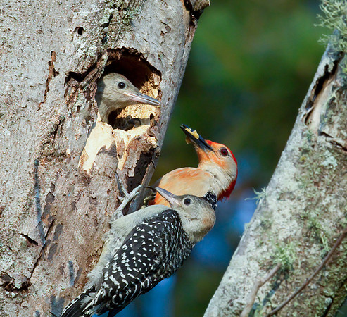 Two Fledglings/Red-bellied Woodpecker Fledglings