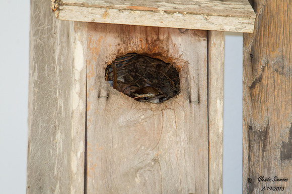 Mama Wren