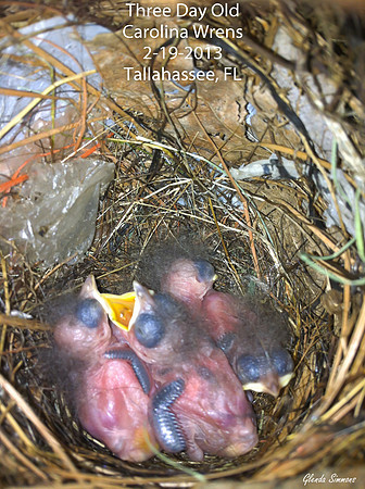Three Day Old Carolina Wrens