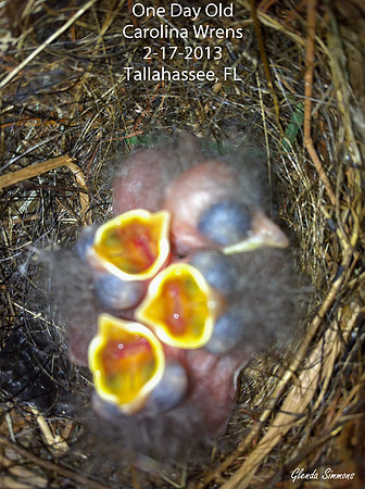 One Day Old Carolina Wrens