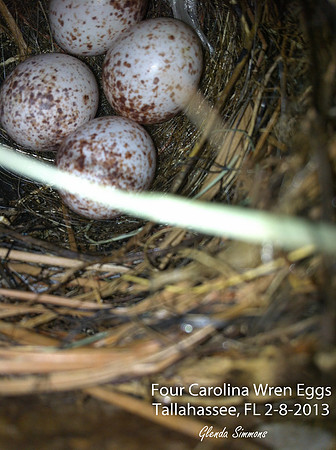 Carolina Wren Eggs