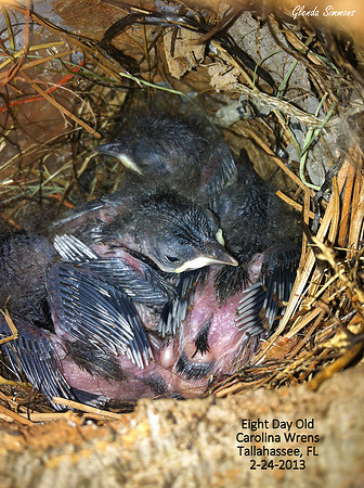 Eight Day Old Carolina Wrens