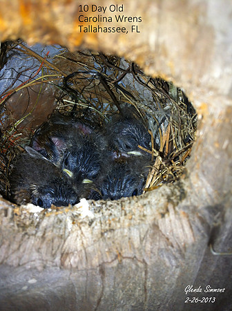 10 Day Old Carolina Wrens