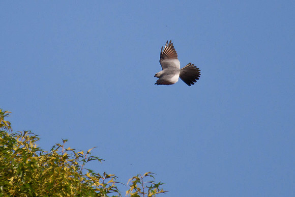 Mississippi Kite