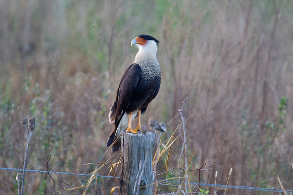 Crested Caracara